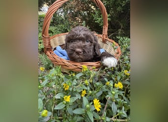 Lagotto Romagnolo / Wasserhund/ Trüffel Suchhund