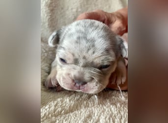 Süsse Französische Bulldoggenbabies sind da! Abgabe ca. Anf. Juli