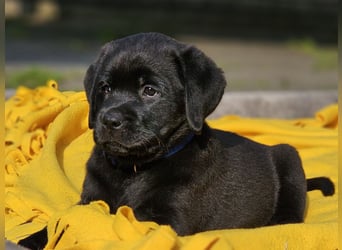 Edle Labrador Welpen mit Ahnentafel, Nachkommen von Champions