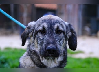 Rico  - Mix Schnauzer / Schäferhund, lieb und verträglich
