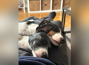 Hutch sucht aktive Familie