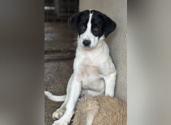 Zola, geb. ca. 01/2025, lebt in GRIECHENLAND, im städt. Tierheim Serres