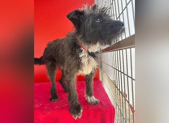 ❤️ gute Hundeseele FICKO - 1,5 Jahre, 35cm - Schnauzer-Mix