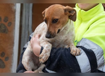 LOLA-Ihr kleines Herz sucht liebevolle Menschen für gemütliche Kuschelstunden und  Spaß bei Sport