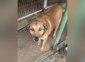RAMBO sucht liebevolles Zuhause