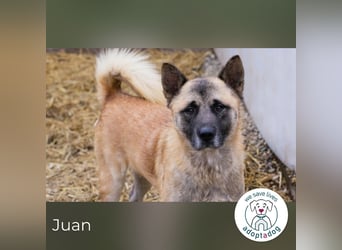 Juan: schüchterner Rüde