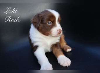 Mini Aussies-Mini Australian Shepherd Welpen