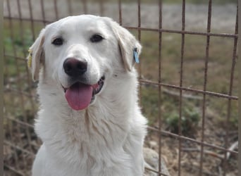 ♥JANOSCH♥ hübscher, sehr lieber, anfangs noch vorsichtiger Labrador-Mix-Rüde 48 cm