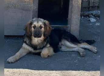 Julio ❤️ sozialer Jungrüde sucht dich!
