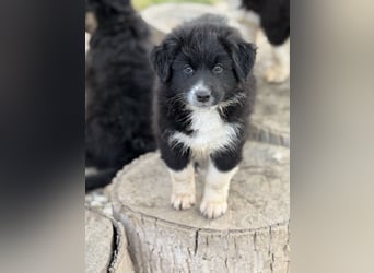 Australian Shepherd Welpen in  Black Bi