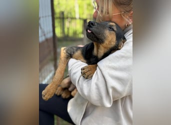 Dobby LM – kleiner Wirbelwind sucht seine Familie