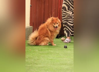 Balu SR – Schatz sucht Ruhe