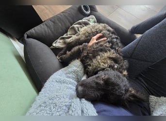 Laroche - Dein neuer bester Hundekumpel (32051 Herford)