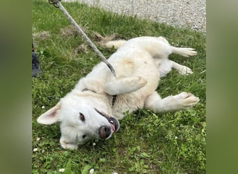 Jelko ein toller Kerl
