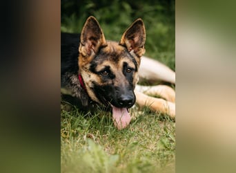 Verspielte Samantha sucht ihre Familie