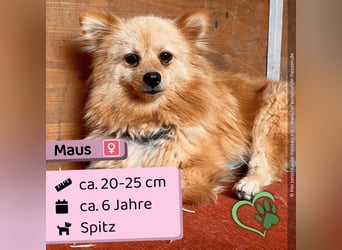 Maus