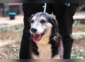 Mika, Mix Schäferhund / Berner Senne , lieb und verträglich