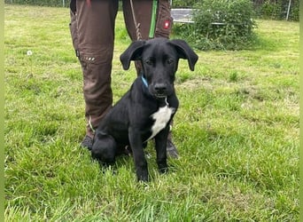 Alberto, Doggen-Labrador-Mix, geb. 1/ 2025, su. seine Familie
