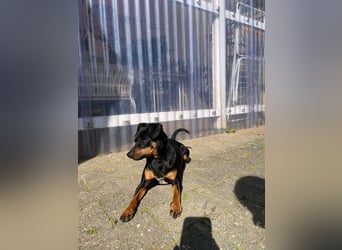 Blacky - aufgeweckter Zwergpinscher