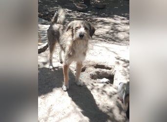 SIMBA - Traumzuhause gesucht