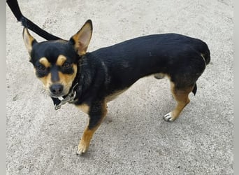Traumhund Giso