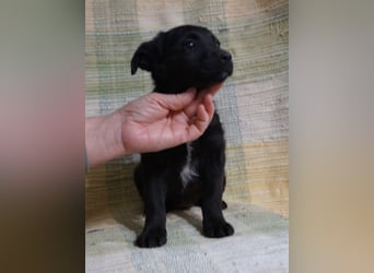 Sidney, Black Baby freut sich auf Dich!