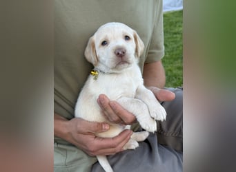 Labrador Welpen rüde weiß