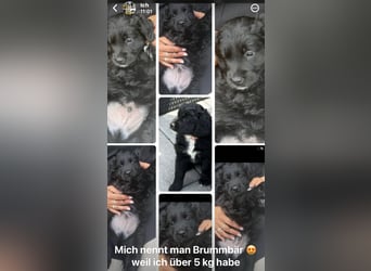 Labradoodle