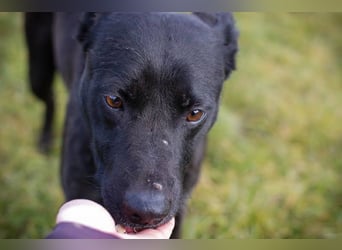 Fritzi: sucht dich!