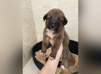 Libby sucht ihr Traumkörbchen