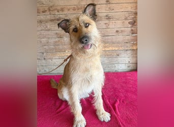 ❤️ superliebe Familienhündin - 2,5 Jahre, 50cm/20kg - Schnauzer-Mix
