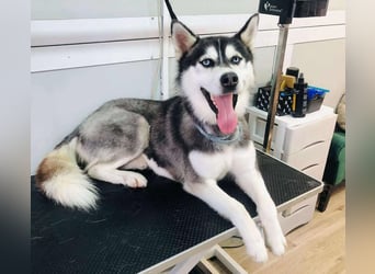 BANDIT - der verspielte und soziale Bursche möchte für immer ein Teil deiner Familie sein!