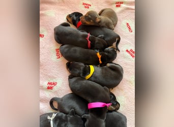 Dobermann Welpen Bohemia Gotika