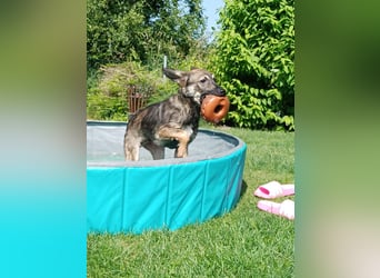 Johnny – Charmeur mit der Sonne im Herzen