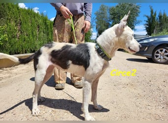 Circe2 06/2022 (ESP) - verschmuste und soziale, wunderschöne Podenco-Bodeguero Mix Hündin!