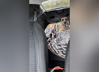 Schäferhundmix MADDOX sucht seine eigene Familie!