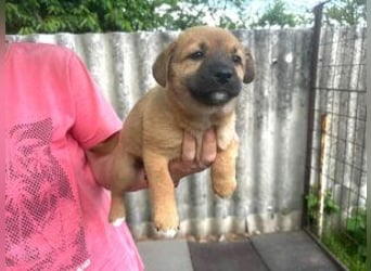 Welpe Teddy: Neu im Tierheim