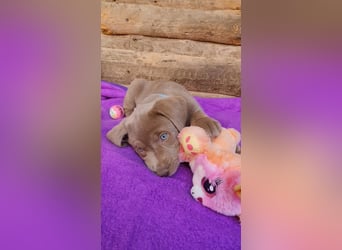 Labrador Aussiedor Welpen aus liebevoller Zucht