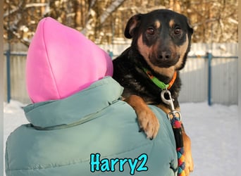 Harry2 geb. 12/2021 - ein Engel auf 4 Pfoten!