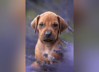Rhodesian Ridgeback Welpen mit FCI-Ahnentafel