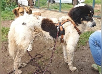 Freundlicher Peppe sucht seine Familie