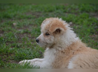 Kleiner Kiwi sucht sein Zuhause