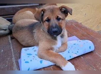 Joriz, ein verspieltes Hundekind auf der Suche nach einem Zuhause fürs Leben