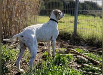Remo – Pointer Mischling auf der Suche nach seinem Glück