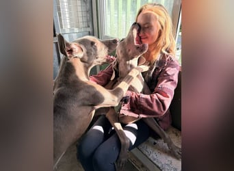 Draco (Spanien) – liebevoller Kämpfer sucht seine Familie