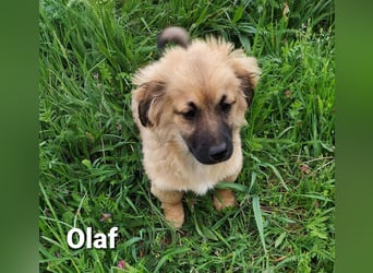 Kleiner Olaf sucht liebevolles Zuhause