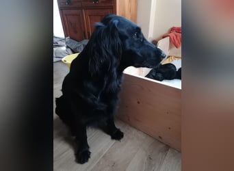 C - Wurf Flat Coated Retriever 2025