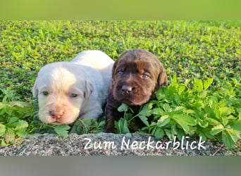 Labrador Welpen in der Farbe chocolate und blond vom Züchter