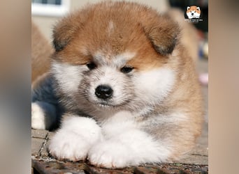 * Akita Inu - Japanische Akita langhaar Welpen, FCI registriert *