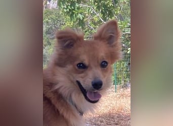 Romeo – riesengroßes Hundeherz im feinen, kleinen Pelz!